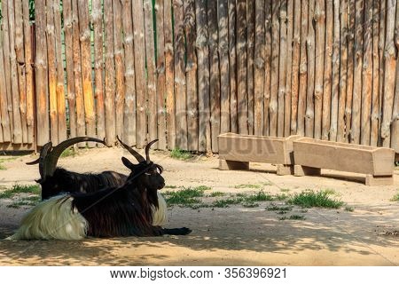 Valais Blackneck Goats In Paddock On Farm
