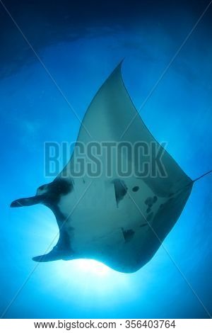 Manta Ray. Scuba diving with manta on coral reef 