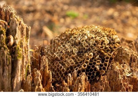 A Dried Out Bee Nest Resting On A Tree In A Forest