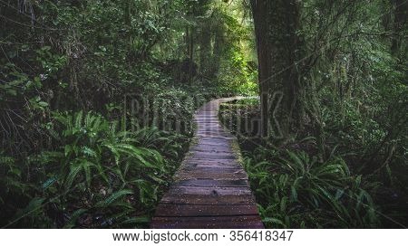 Beautiful Nature On Vancouver Island In Canada