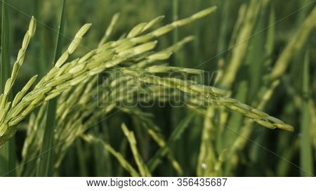 An Awesome Portrait From Grains Of Rice