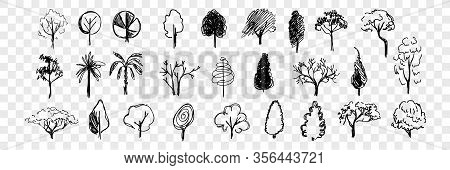 Hand Drawn Trees Doodle Set Collection. Doodles. Pen, Pencil, Ink Different Hand Drawn Trees. Sketch