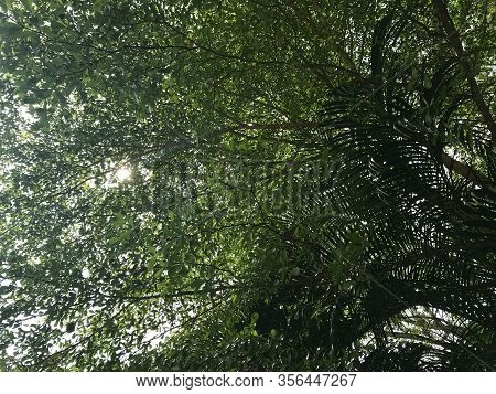 Sunlight Shines Through Black Afara Tree And Palm Tree In Summer Day Time
