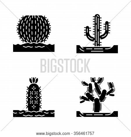Wild Cacti In Land Glyph Icons Set. Tropical Succulent. Spiny Plant. Barrel Cactus, Cholla, Saguaro,