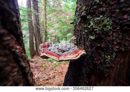 View Of The Hymenochaetaceae On A Tree, Family Of Fungi In The Order Hymenochaetales