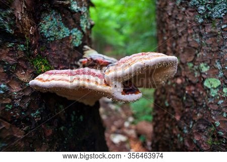 View Of The Hymenochaetaceae On A Tree, Family Of Fungi In The Order Hymenochaetales