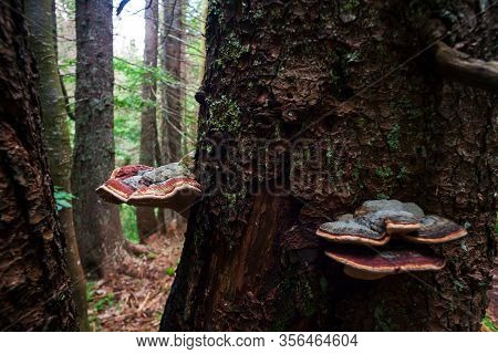 View Of The Hymenochaetaceae On A Tree, Family Of Fungi In The Order Hymenochaetales