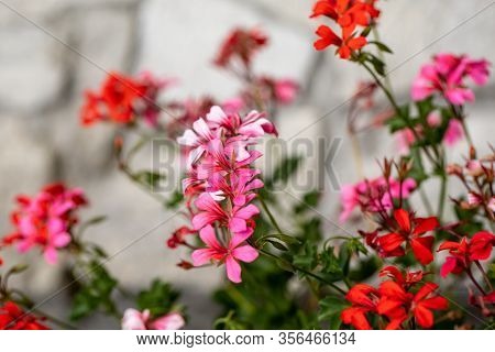 Red Geranium ( Pelargonium) Flowers Blooming In A Garden
