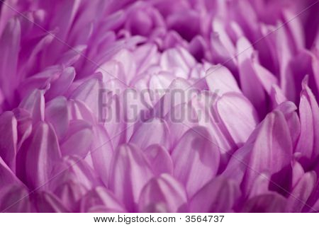 Purple Aster