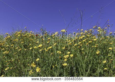 Meadow With Blooming Yellow Crown Daisy Chrysanthemum Coronarium Flowers Against Blue Sky