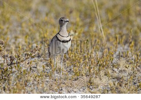 Patagońska rumak w Etosha National Park, Namibia