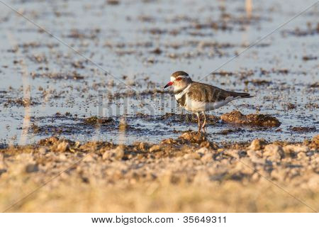 Három-sávos lile az Etosha nemzeti parkban, Namíbia