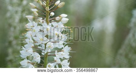 Beautiful Inflorescence Eremurus With Delicate White Flowers