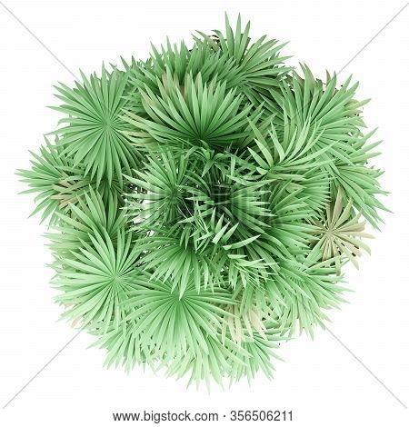 Thatch Palm Tree Isolated On White Background. Top View. 3d Illustration
