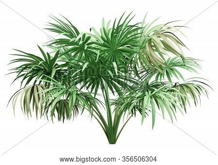 Thatch Palm Tree Isolated On White Background. 3d Illustration