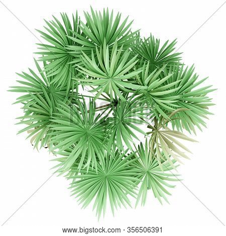 Thatch Palm Tree Isolated On White Background. Top View. 3d Illustration