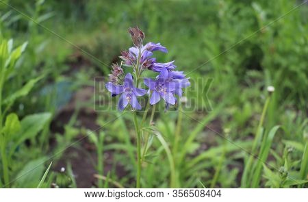 Close Up Of The Blue Flowers Of An Polemonium Plant, Also Known As Jacobs-ladder Or Greek Valerian ,