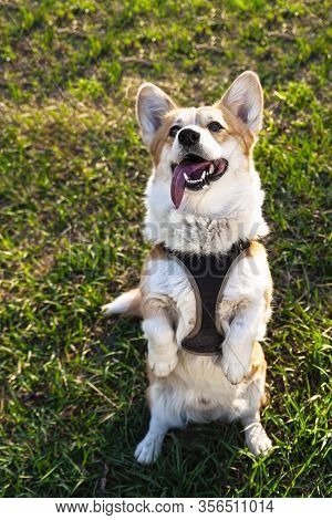 Pembroke Welsh Corgi, Welsh Corgi Jumping Outdoors, Makes A Stand On His Hind Legs. Lifestyle Purebr