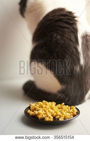 The Cat Was Offended And Turned Away From His Food - Corn In A Plate.