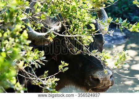 Head Of An African Buffalo Behind Vegetation, South Africa