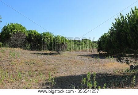 Landscape With Marittime Pine In The Mediterranean Land