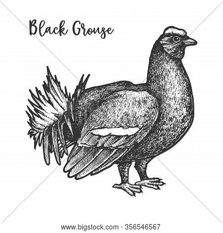 Vector Hand Drawn Sketch Of Black Grouse Bird
