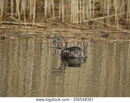 Little Grebe (tachybaptus Ruficollis) In Breeding Plumage