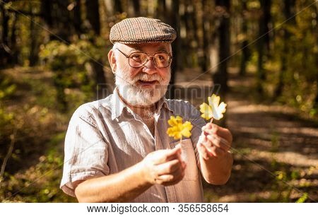 Take Walk To Wild Side. Old Man Collect Yellow Leaves. Happy Man Enjoy Autumn Nature. Bearded Man Wi