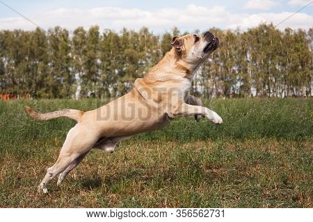 Dog Breed Cadebo, Fawn In Summer Jumping, Rapidly, Among The Green Grass