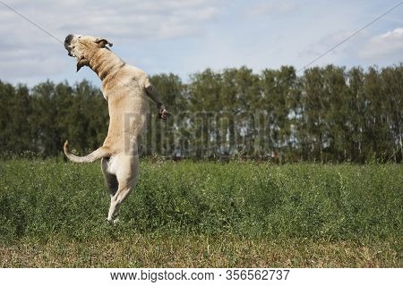 Dog Breed Cadebo, Fawn In Summer Jumping, Rapidly, Among The Green Grass