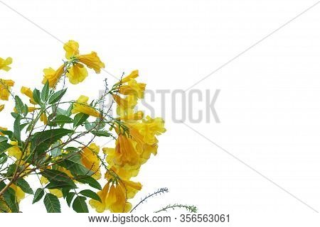 In Selective Focus A Bouquet Of Swet Yellow Trumpetbush Flower Blossom With Green Leaves On White Is