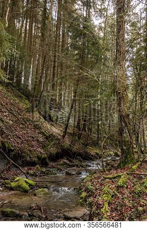 Little Creek Down The Canyon In The Middle Of The Green Forest
