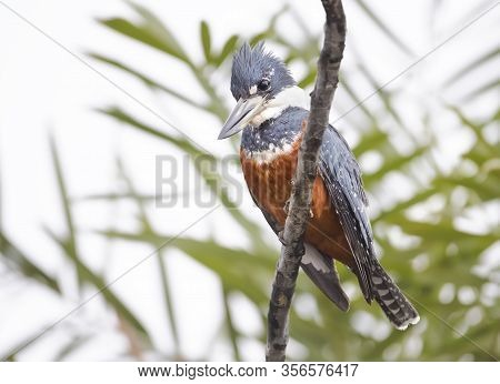 Close Up Of A Ringed Kingfisher (megaceryle Torquata) Perched On A Branch, Pantanal, Brazil.