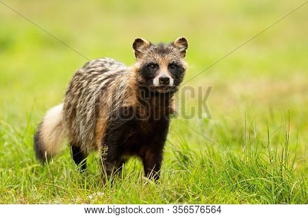 Attentive Raccoon Dog On A Green Meadow In Summer From Front View