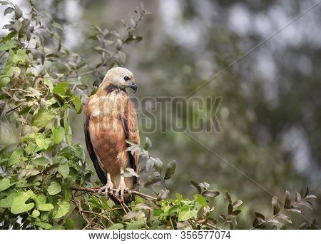 Close Up Of A Black-collared Hawk Perched On A Tree Branch, Pantanal, Brazil.