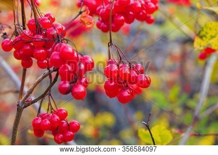 Red Viburnum Fruits Hang On A Tree On A Sunny Autumn Day, Selective Focus