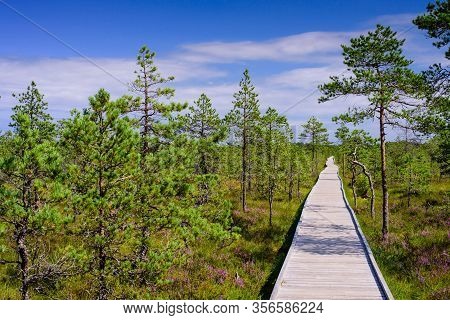 Viru Bog (viru Raba) In Lahemaa National Park, A Popular Natural Attraction In Estonia, A Tourist Ec