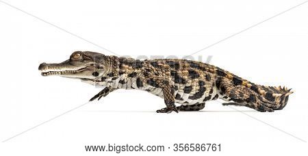 Walking Young West African slender-snouted crocodile, Mecistops cataphractus, isolated on white