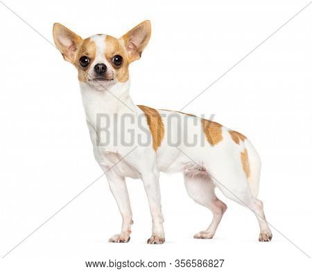 Standing Chihuahua, isolated on white