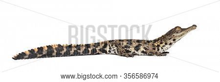 Young West African slender-snouted crocodile, Mecistops cataphractus, isolated on white