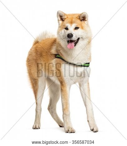 Panting Akita Inu standing in front of a white background