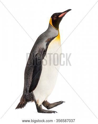 Side view of a king penguin walking, isolated on white
