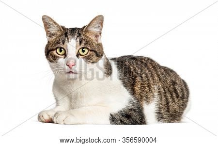 Lying Crossbreed cat, isolated on white