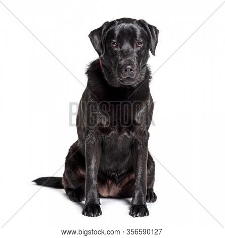Black Labrador Retriever sitting, isolated on white