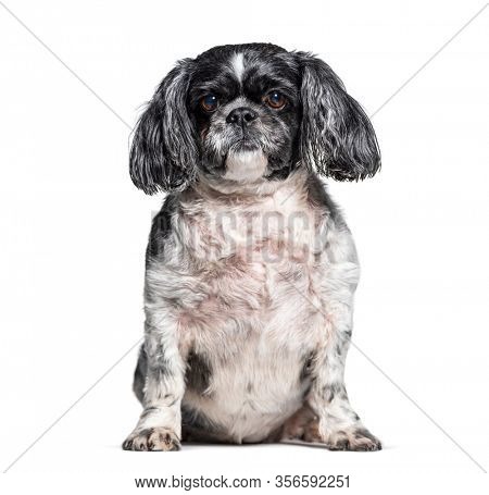 Sitting Shih Tzu dog, isolated on white