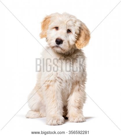 Sitting Puppy Barbado da Terceira, isolated on white