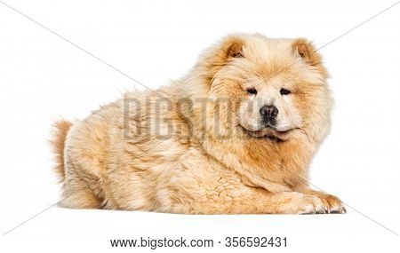 Chow Chow, isolated on white