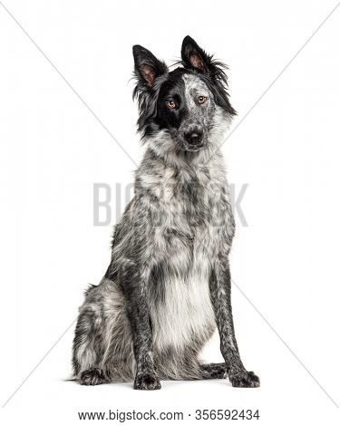 Black and white crossbreed dog, Border Collie and Malinois dog