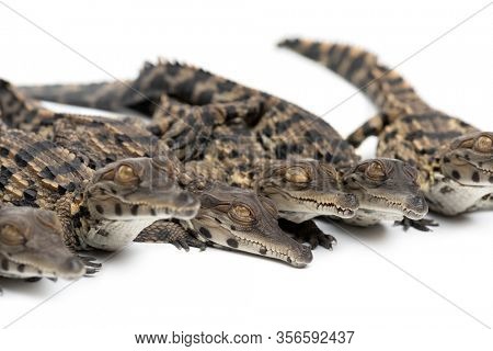 Group of Young West African slender-snouted crocodile, Mecistops cataphractus, isolated on white