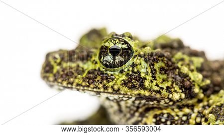 Mossy frog, Theloderma corticale, isolated on white